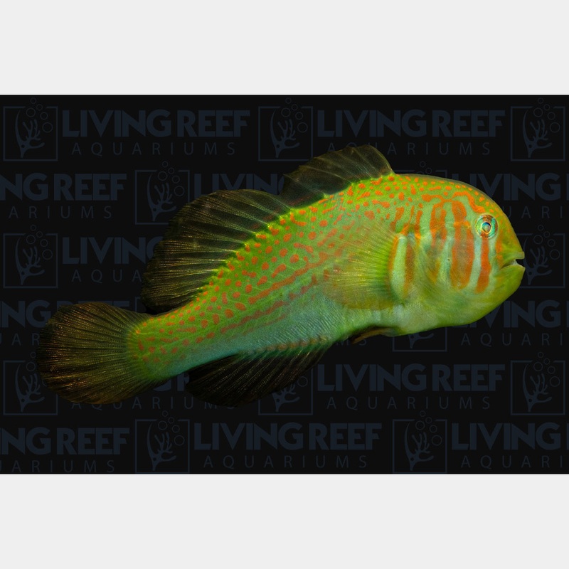 Green Clown Goby