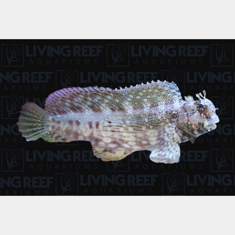 Lawnmower Blenny