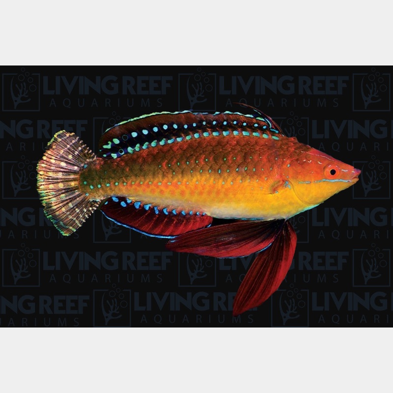 Long fin fairy wrasse