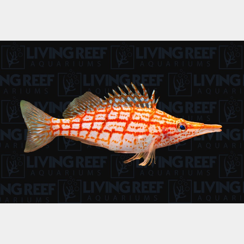 Longnose Hawkfish