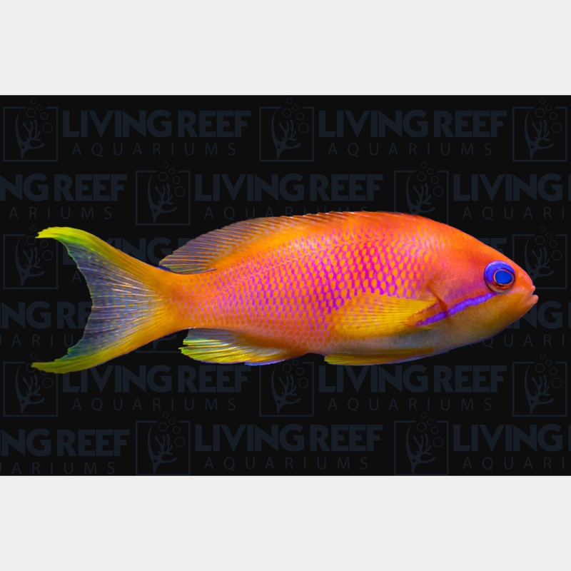Lyretail Anthias