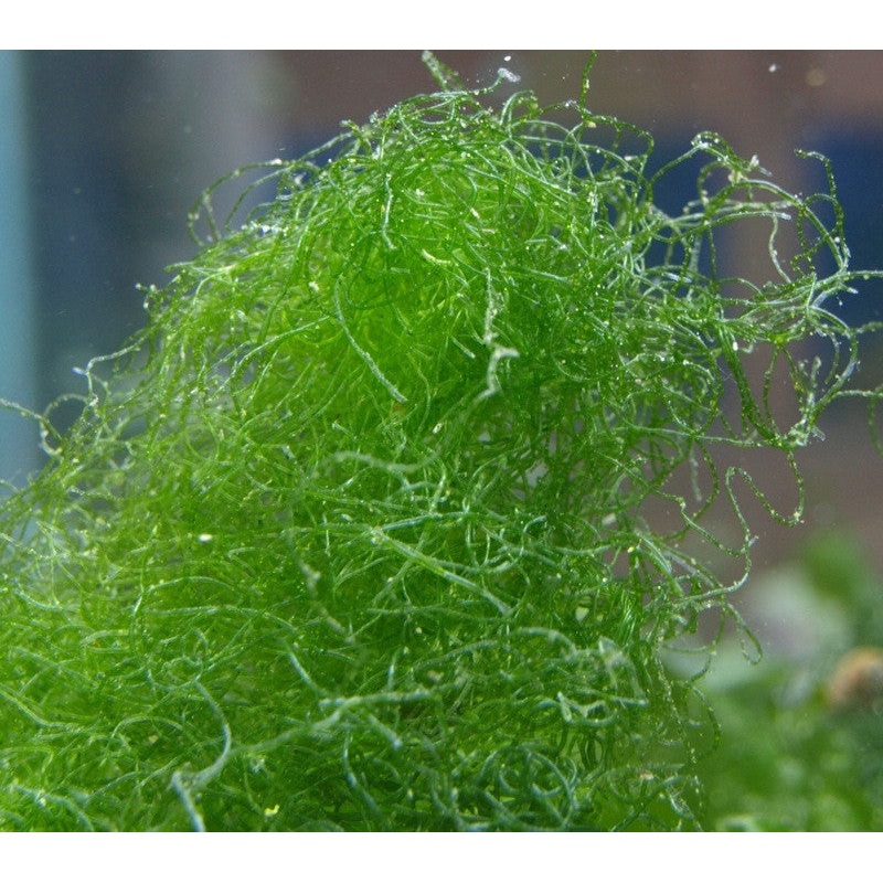 Macro Algae