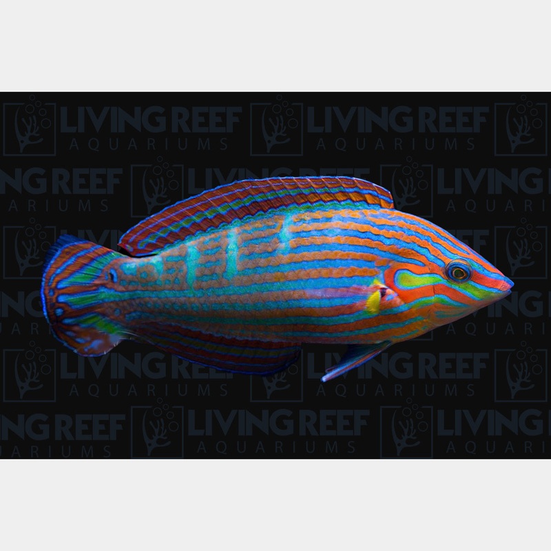 Melanaurus wrasse