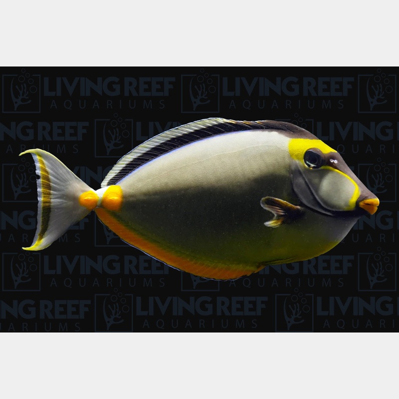 Naso Tang