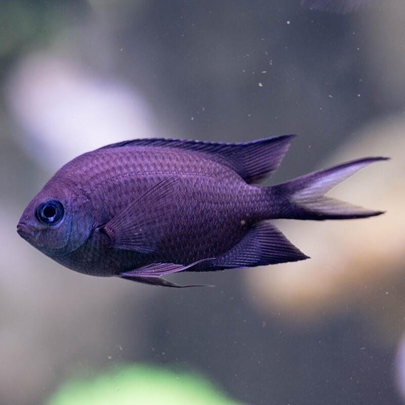 Orange Lined Chromis (Adult color)