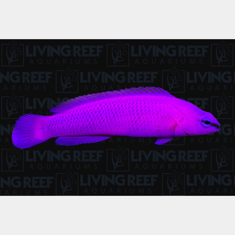 Orchid Dottyback