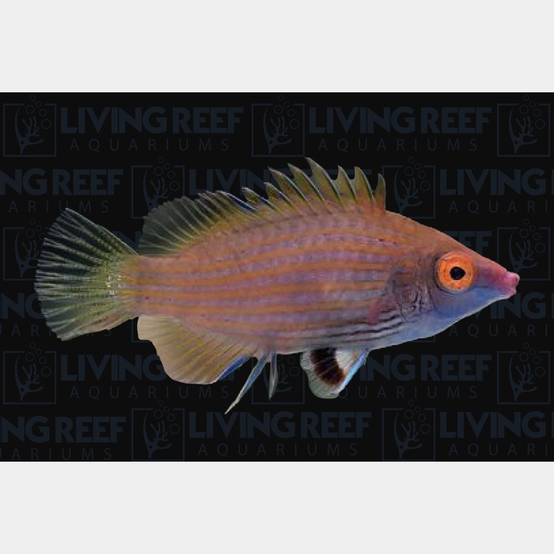 Pink Streak Wrasse