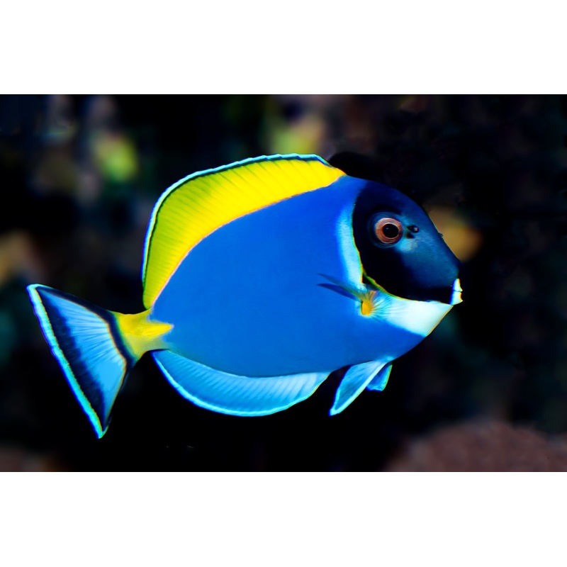 Powder Blue Tang