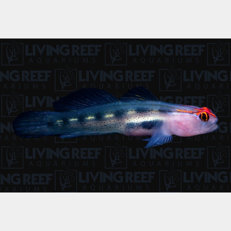 Red Head Goby