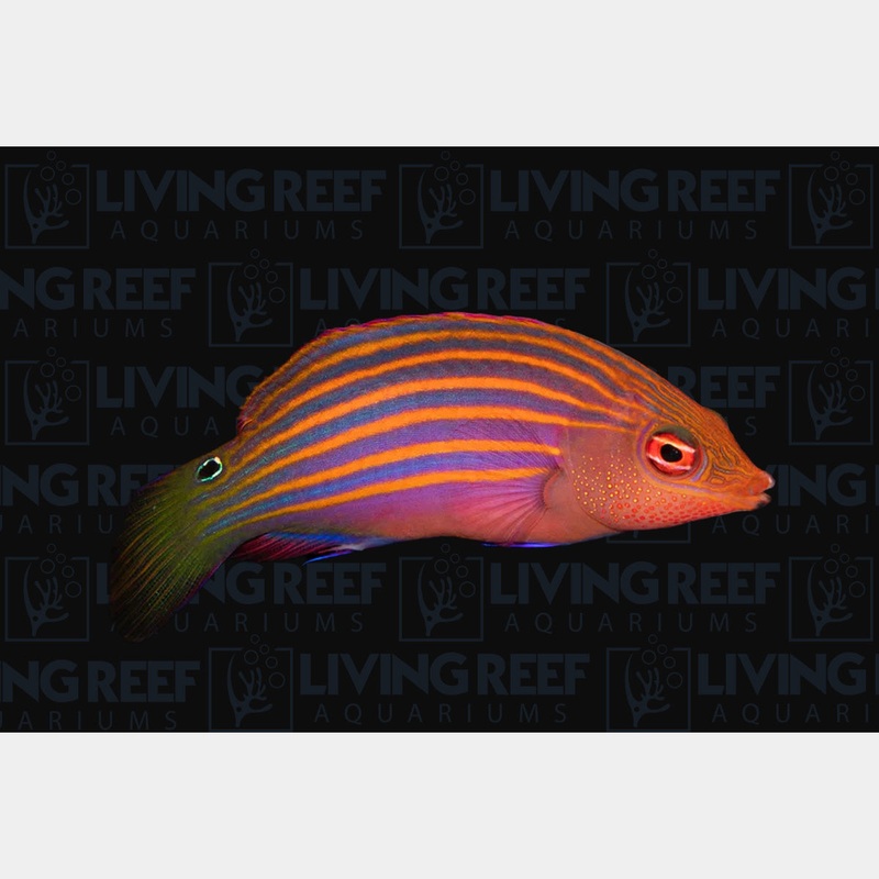 Six Line Wrasse