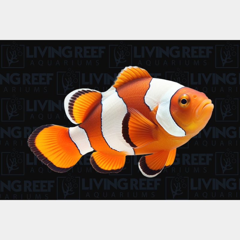 Wild Clown Fish