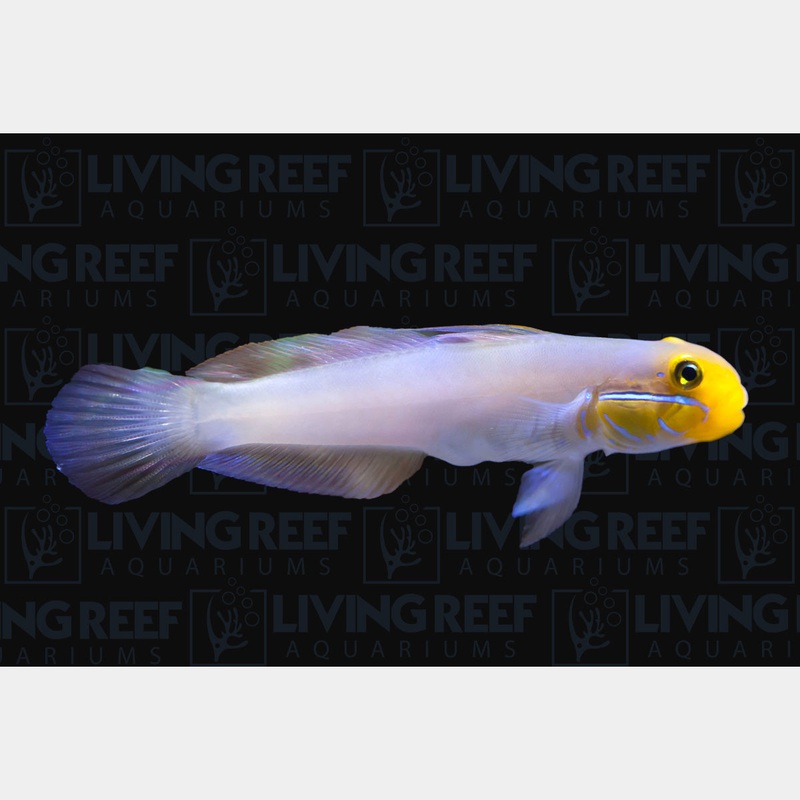 Yellow Sleeper Goby