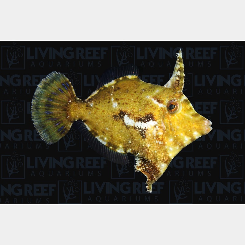 Aiptasia Eating Filefish