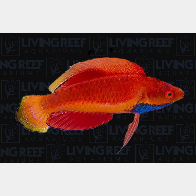Blue Throated Fairy Wrasse