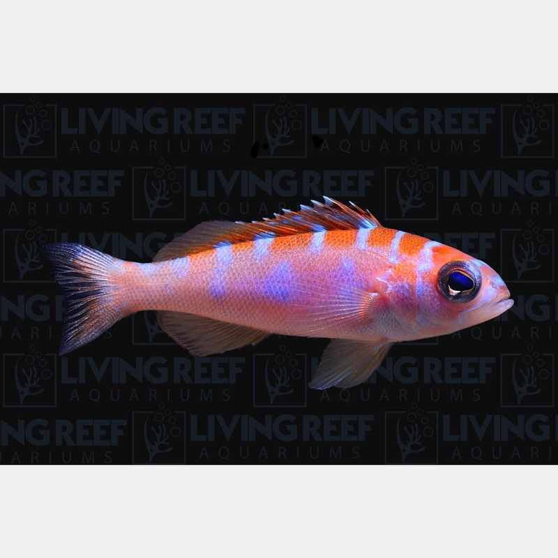Chalk Bass