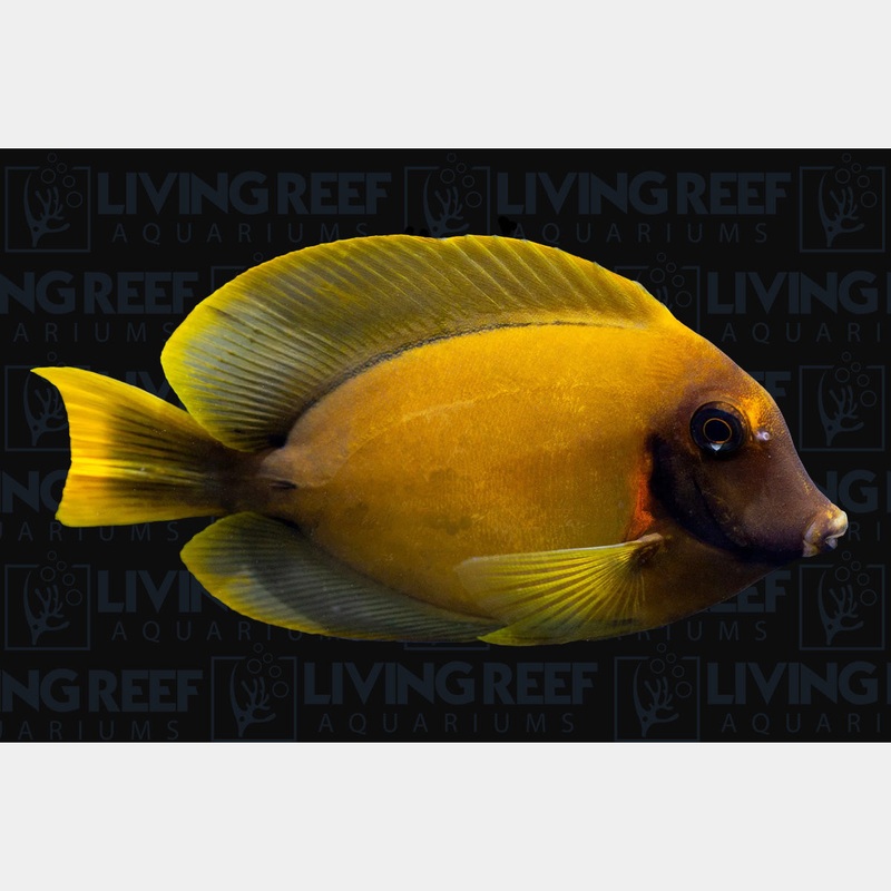 Chocolate Tang