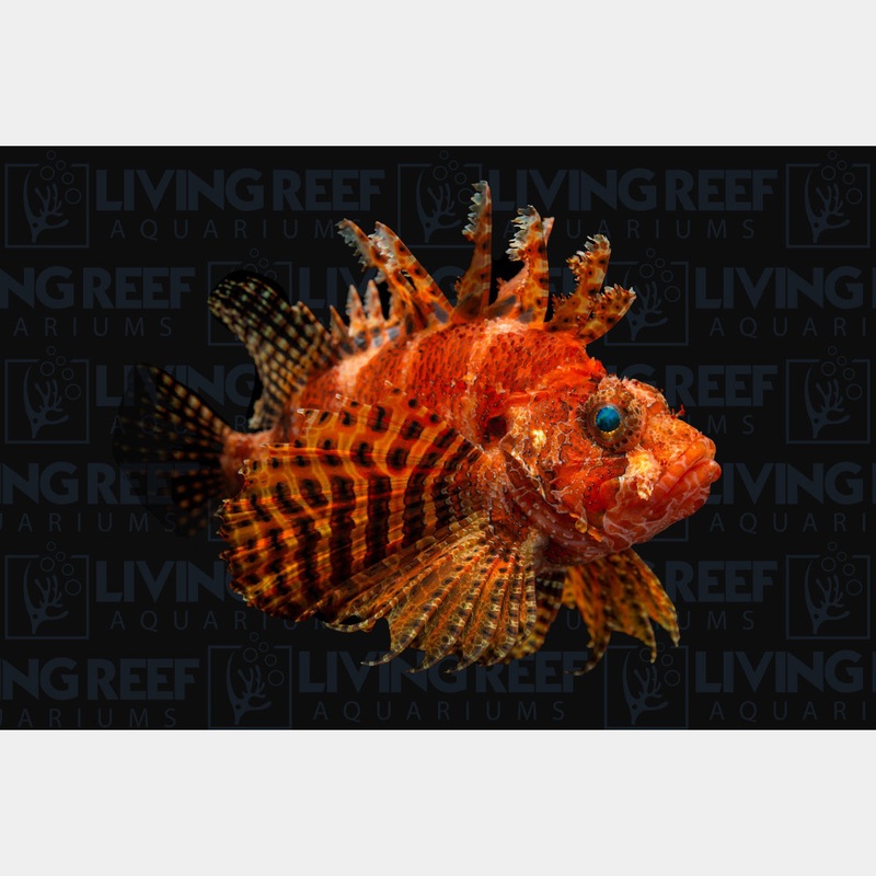 Dwarf Fuzzy Lionfish