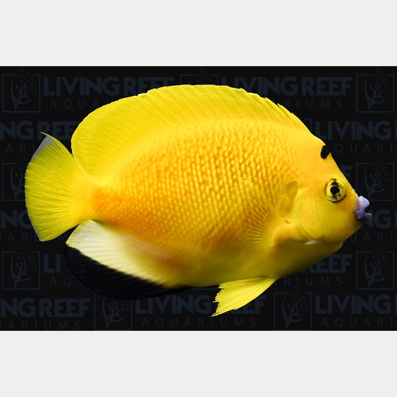 Flagfin Angel