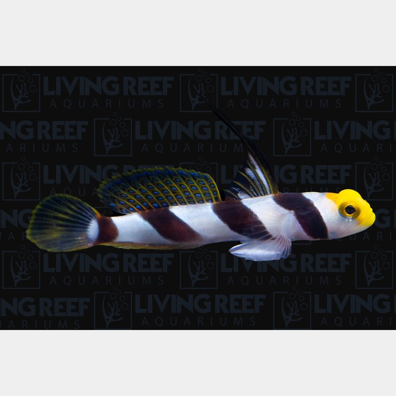 Hi-Fin Red Banded Goby