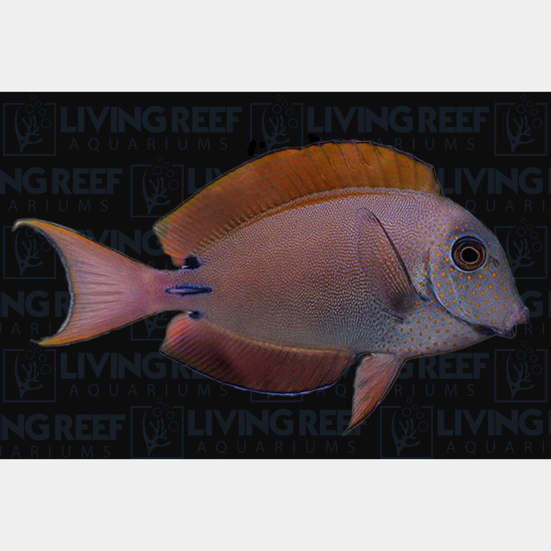 Lavender Tang