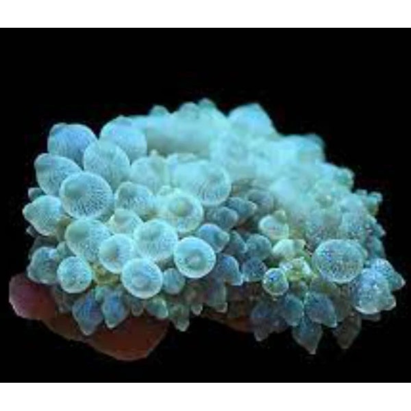 Light Green Bubble Tip
