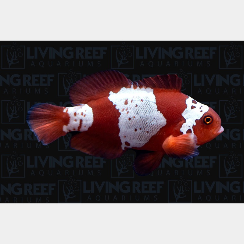 Lightning maroon clown