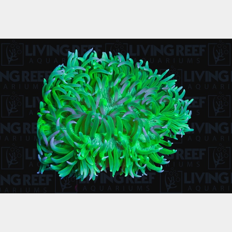 Long Tentacle Anemone