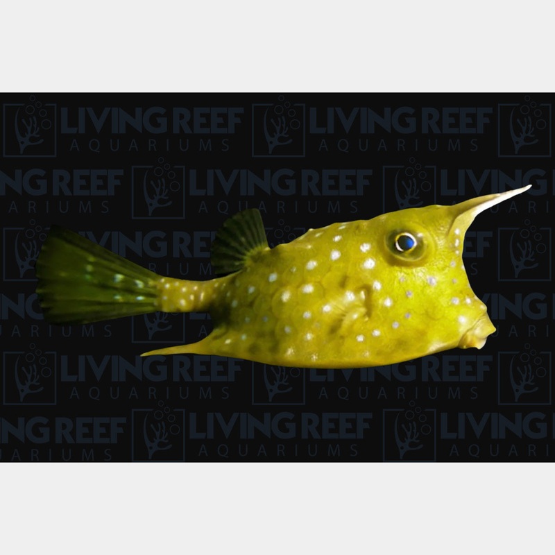 Longhorn Cowfish
