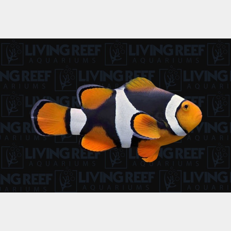 Onyx clown