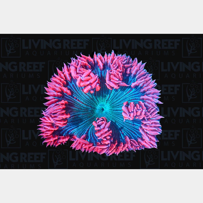 Pink Rock Flower