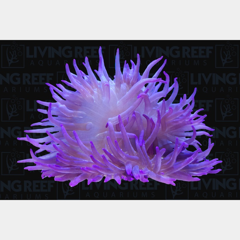 Purple Tip Magnifica