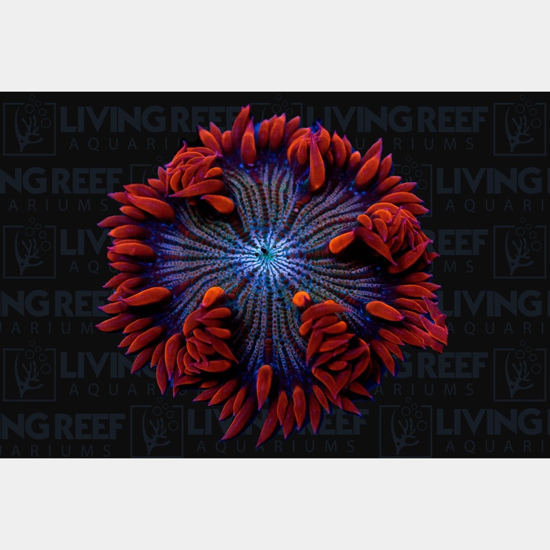 Red Rock Flower