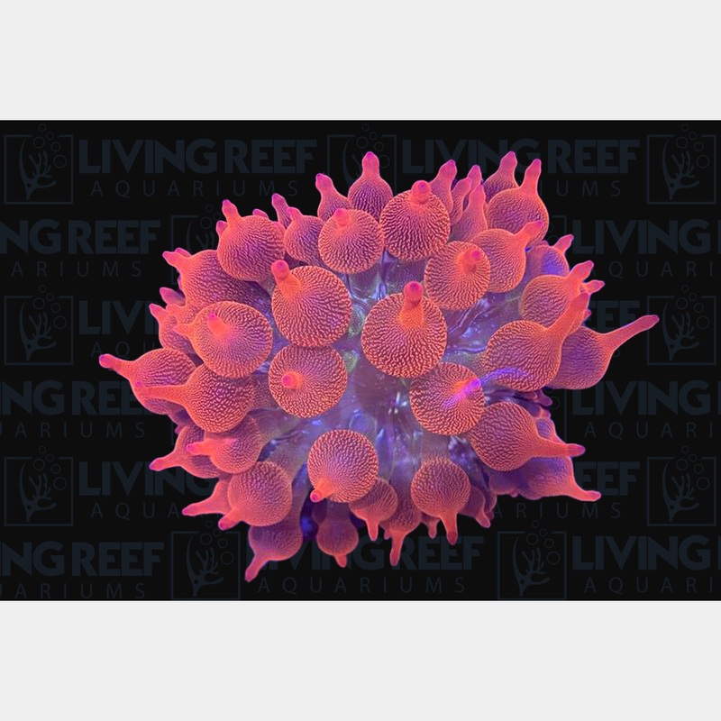 Rose Bubble Tip