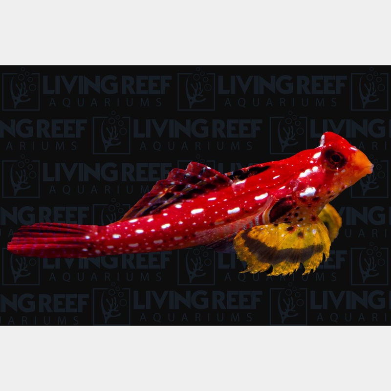 Ruby Red Scooter Blenny