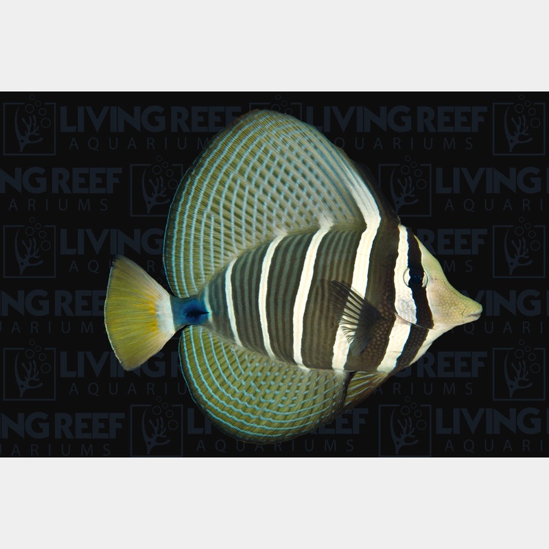 Sailfin Tang