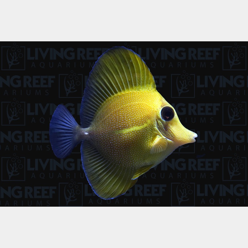 Scopas Tang