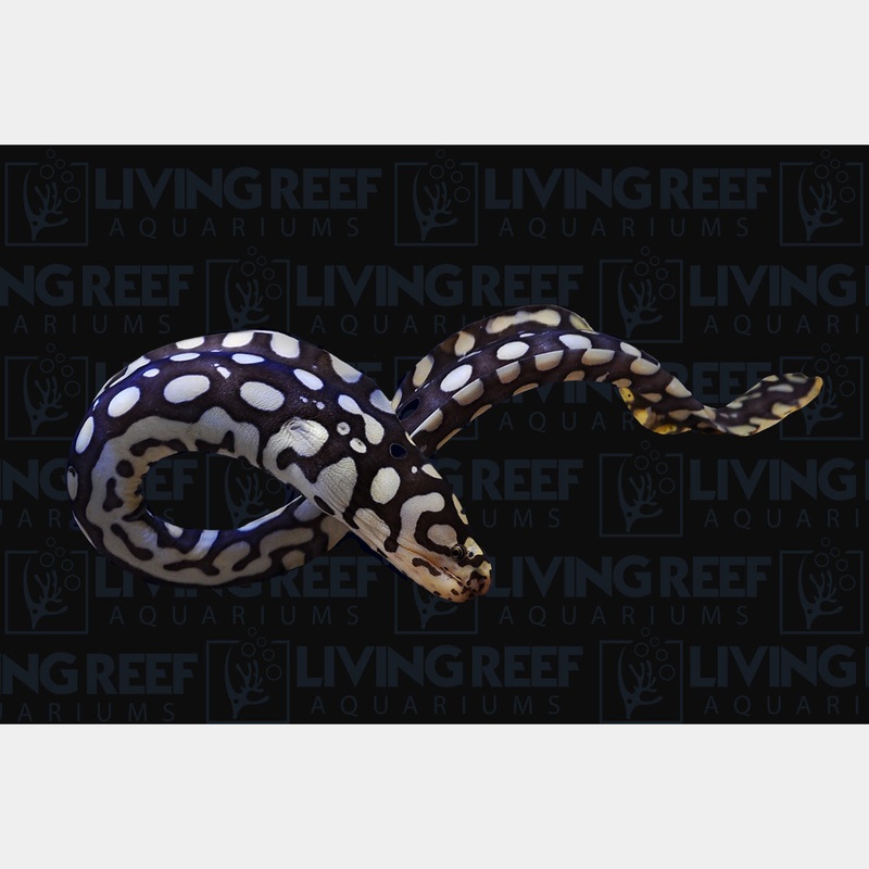 Skeletor Eel