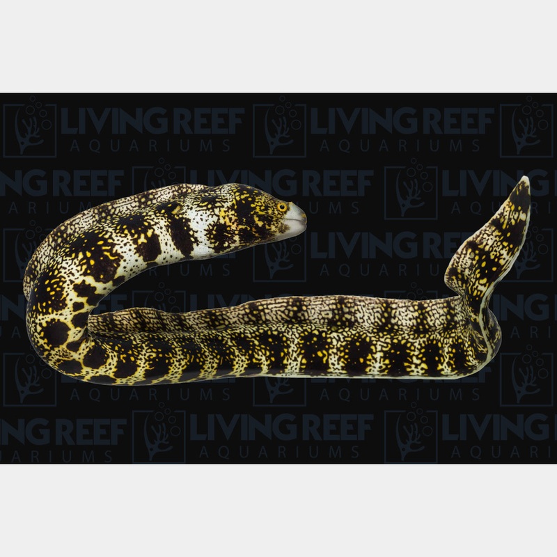 Snowflake Eel