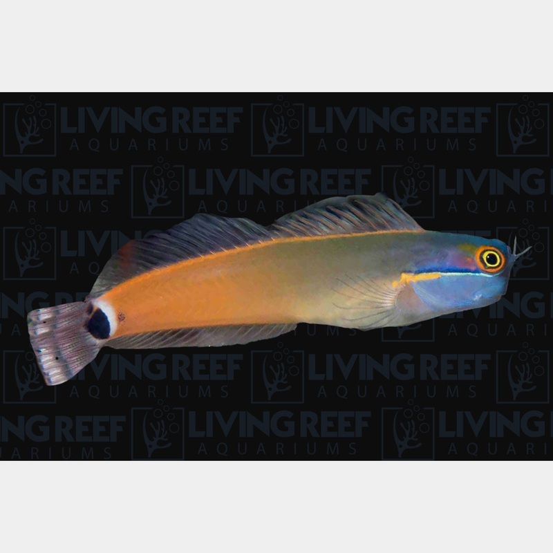 Tailspot Blenny