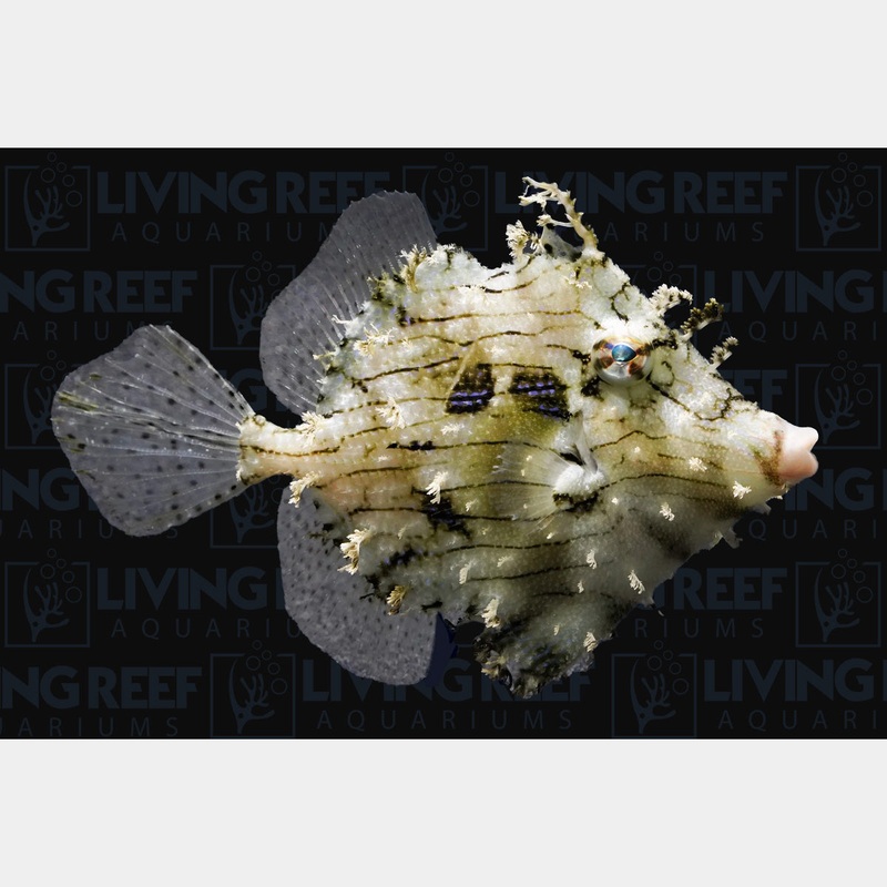 Tassel Filefish