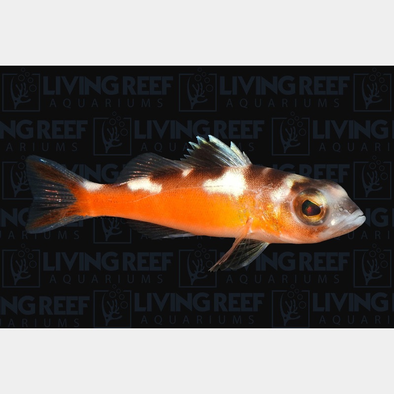 Tobacco Bass