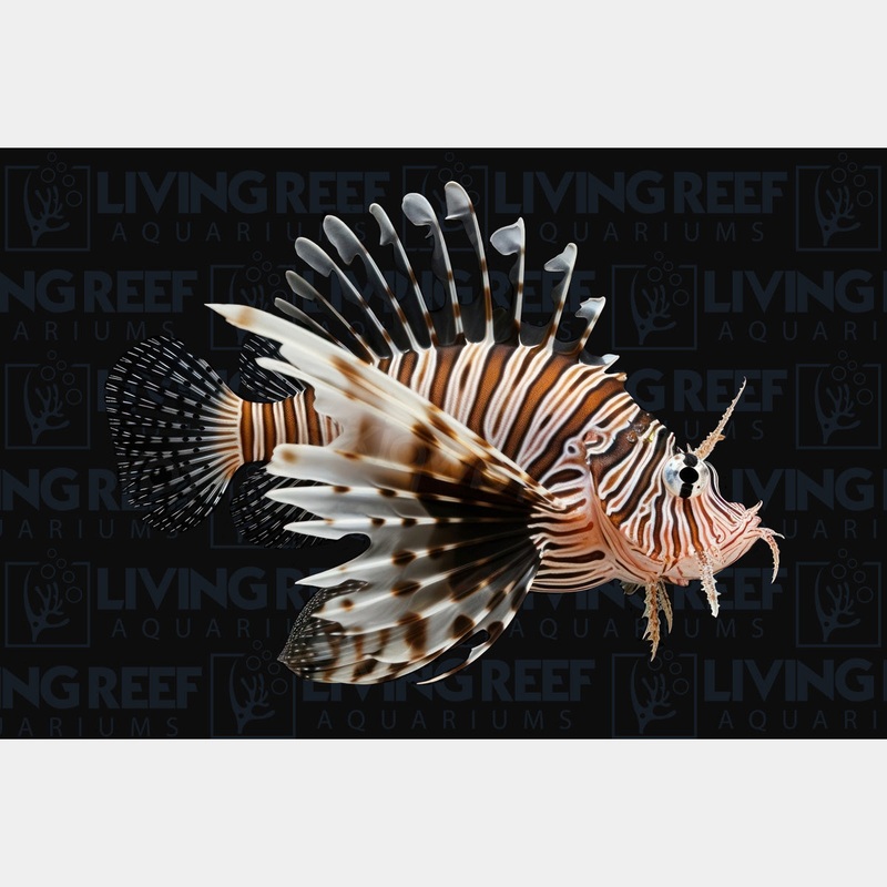 Volitan Lionfish