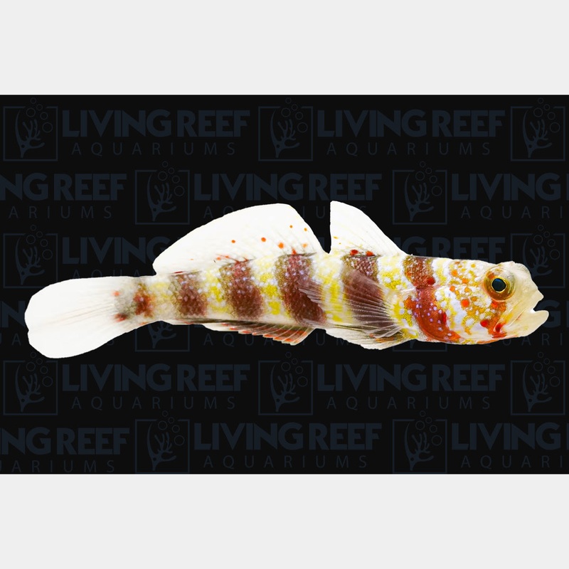 Wheeleri Goby