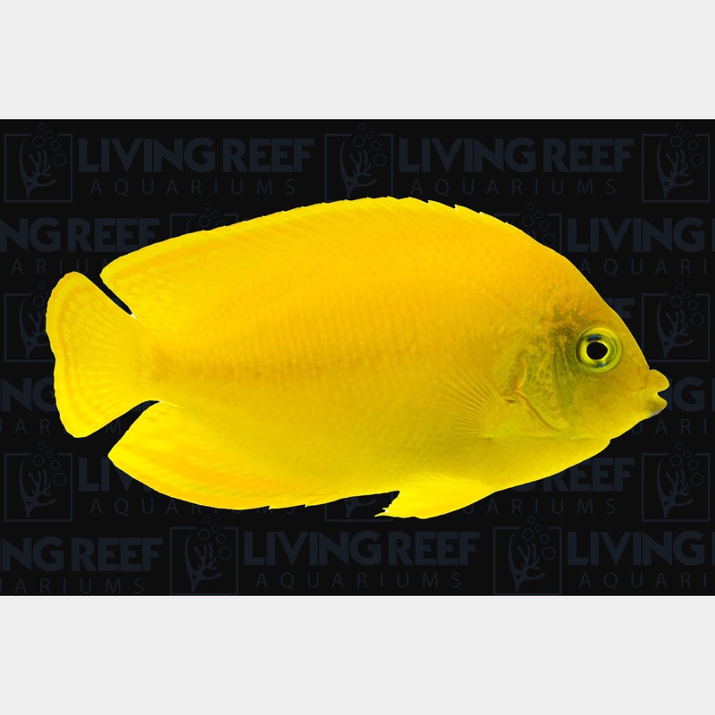 Yellow Angel