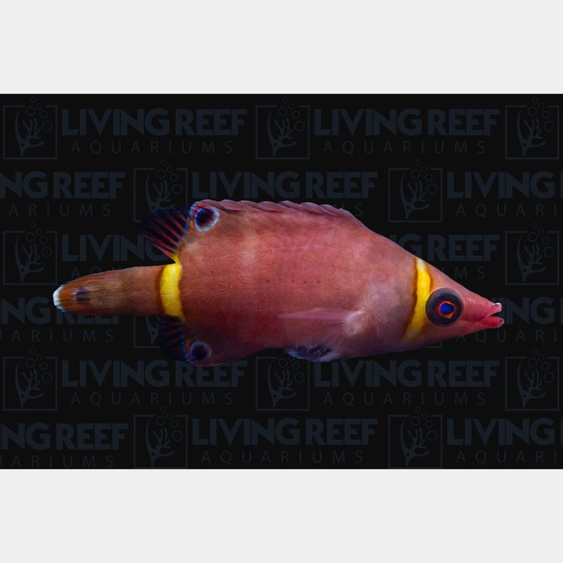 Yellow Banded Possum Wrasse