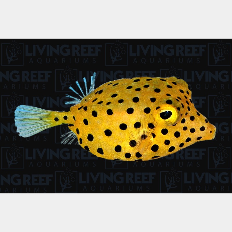 Yellow Spotted Boxfish