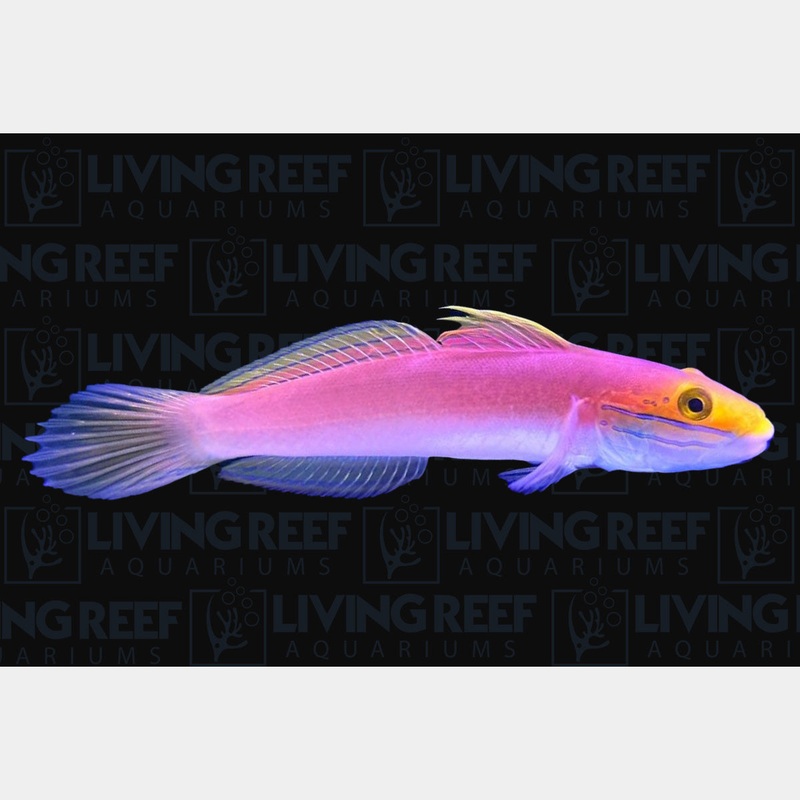 Bella Goby
