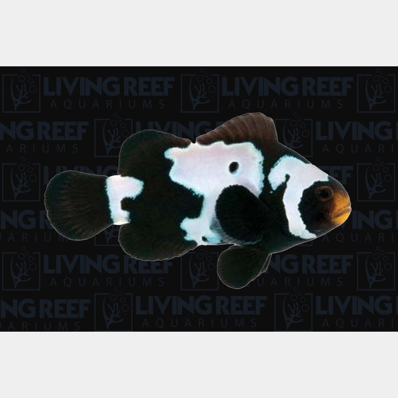 Black Snowflake Clown Fish