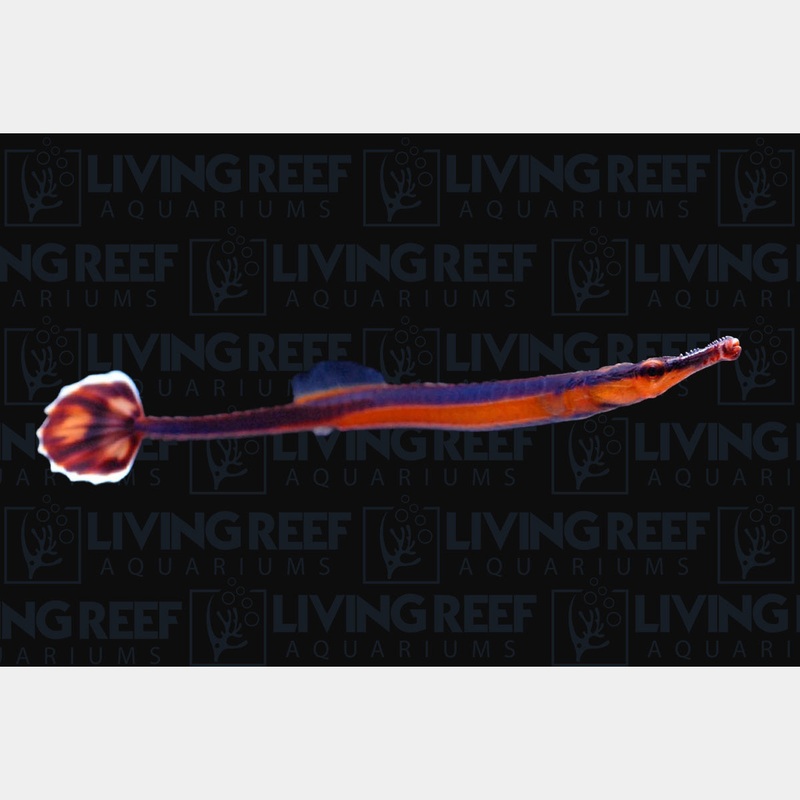 Blue Striped Pipefish