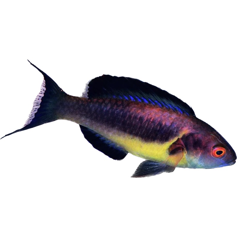 Brunneus Fairy Wrasse